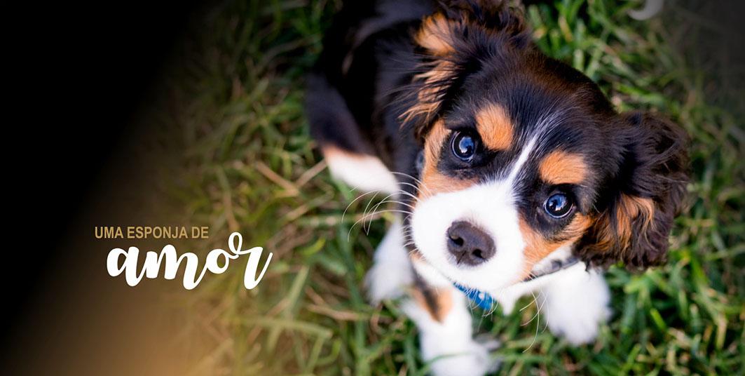 Slide/Banner de Destaques