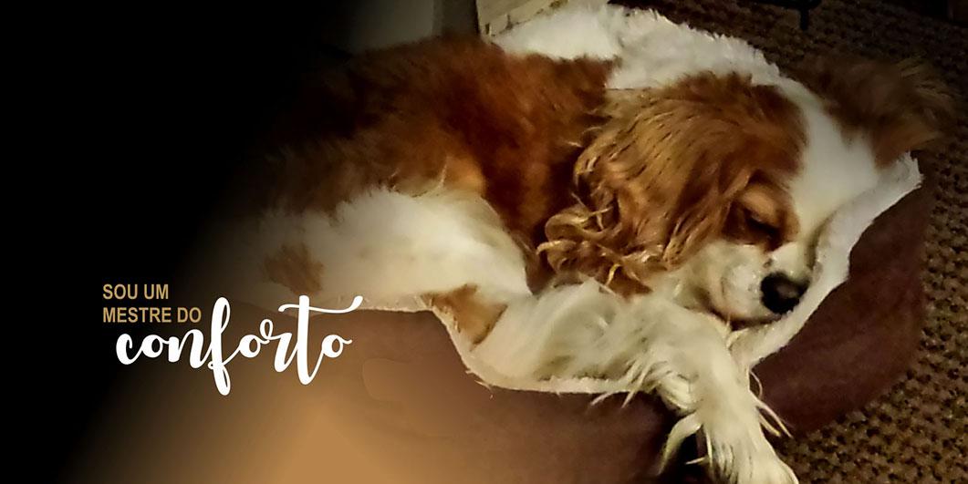 Slide/Banner de Destaques