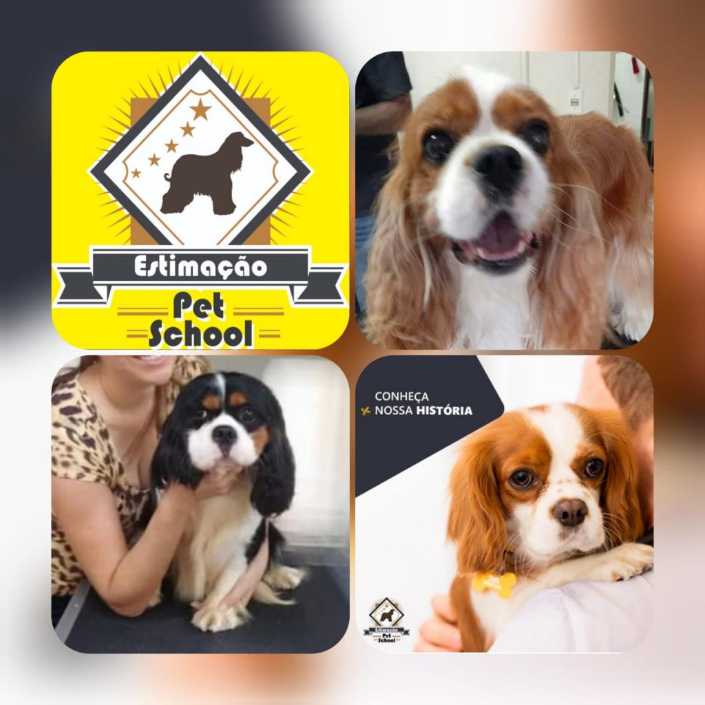 No momento, você está visualizando Alcina e Paulo – ESTIMAÇÃO PET SCHOOL