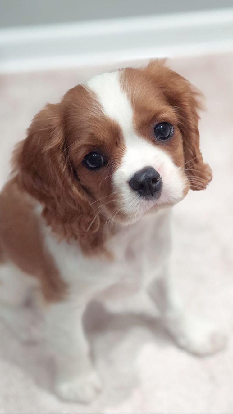 No momento, você está visualizando Alexandra