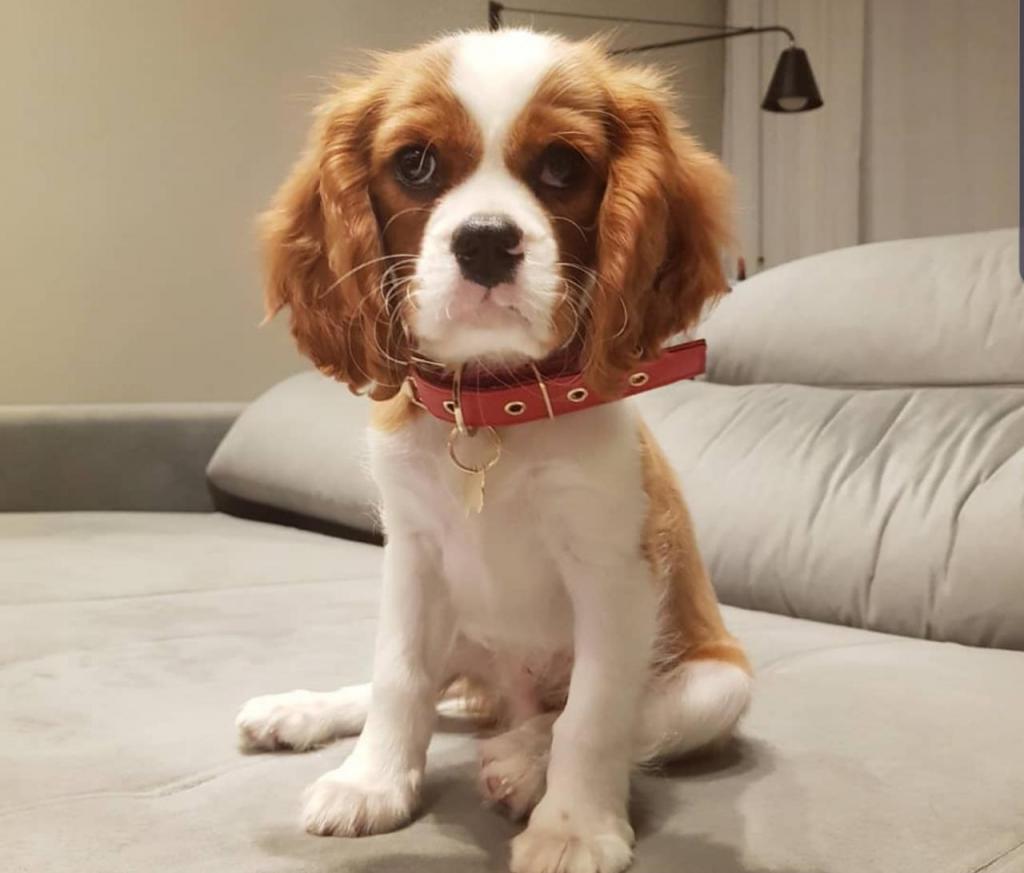 No momento, você está visualizando Carolina